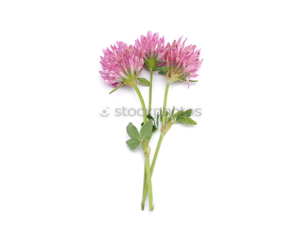 Similar – Allium isolated on white background