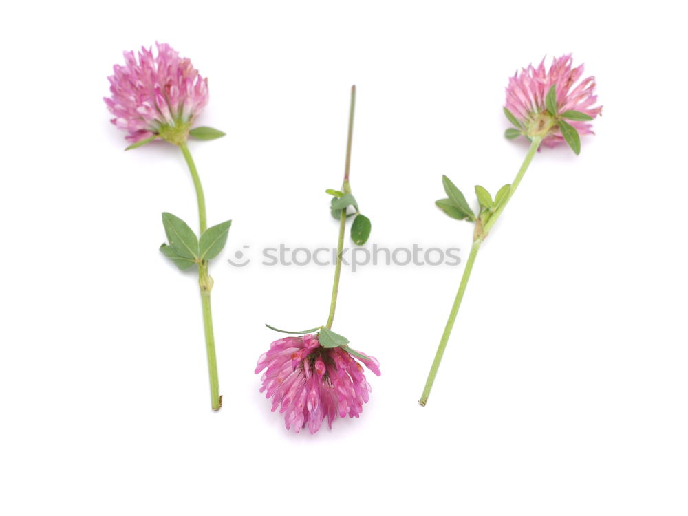 Similar – Image, Stock Photo Allium isolated on white background