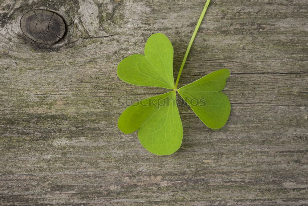 Similar – Image, Stock Photo shamrock Harmonious