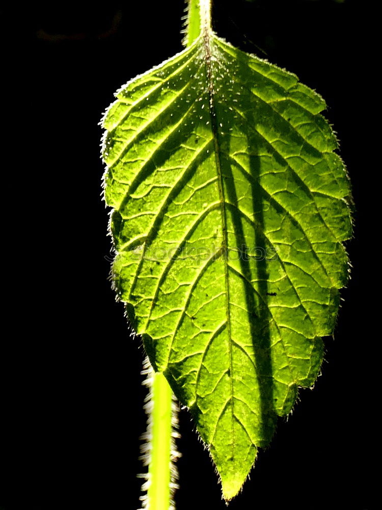 Similar – blackberries Red Immature