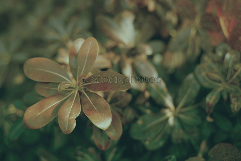 Similar – Image, Stock Photo Orchid flower with different leaves