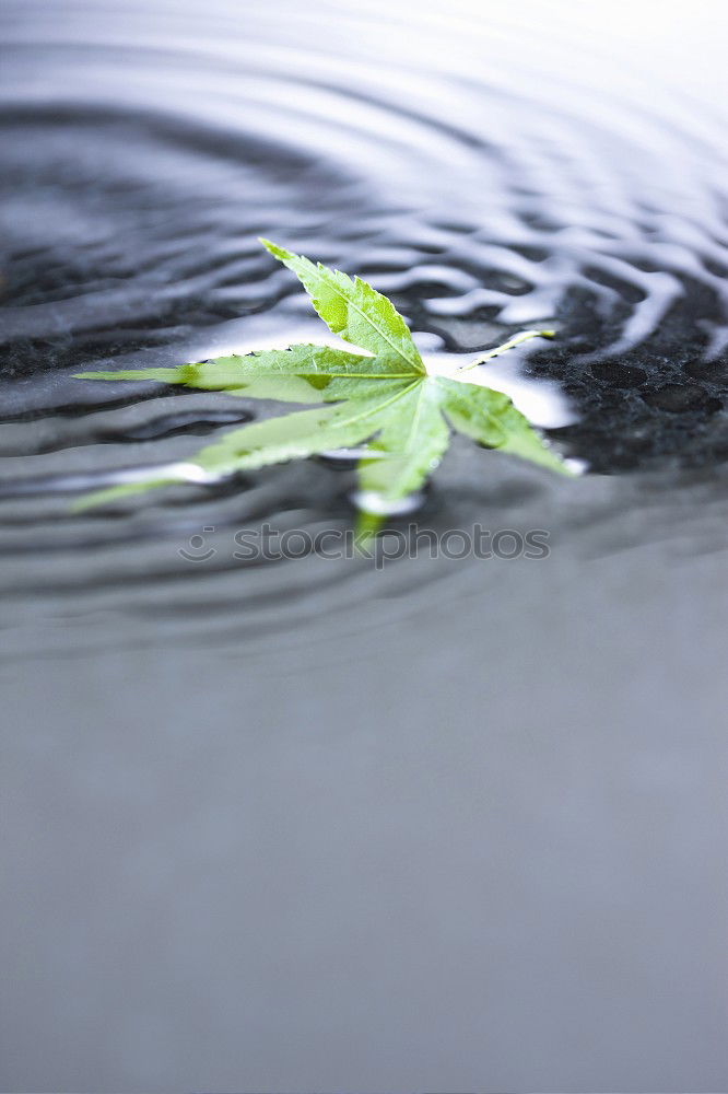 Similar – Foto Bild zwei Herbst Schönes Wetter