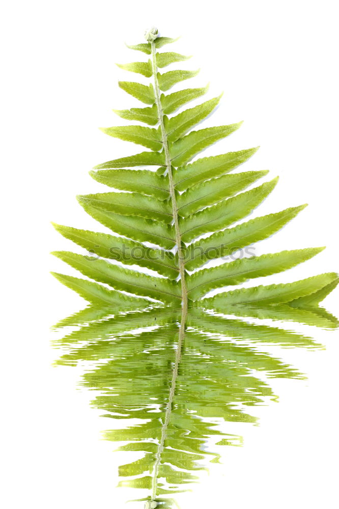 Similar – Image, Stock Photo green fern plant leaves