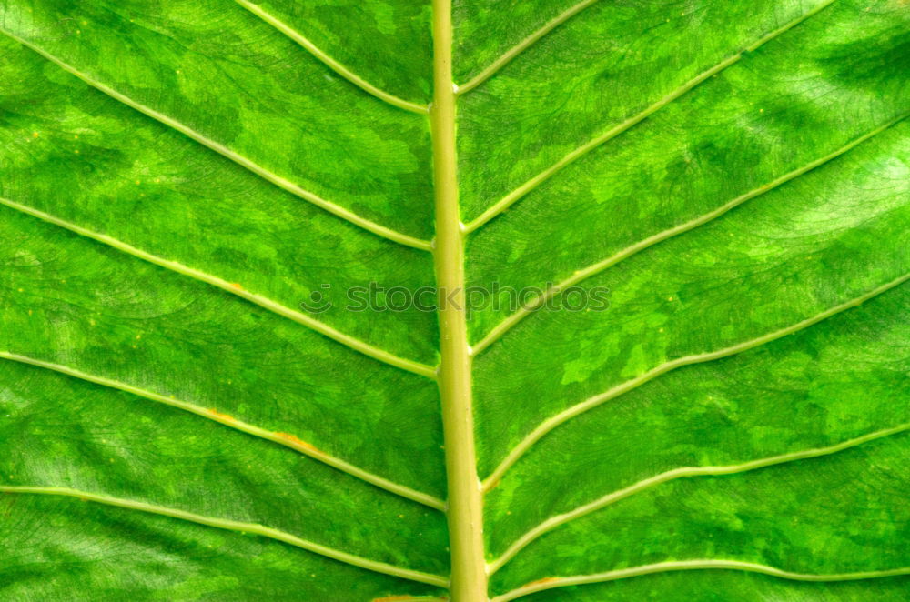 Similar – The signs of a leaf Leaf