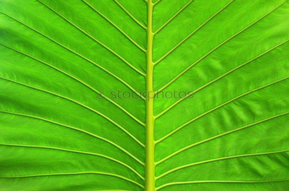 Similar – Image, Stock Photo it greenens so greenly