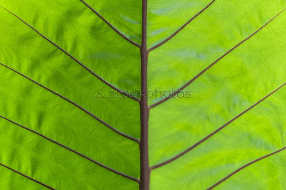 Similar – leaves Leaf Green Flower