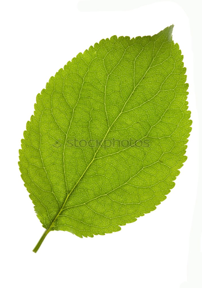 Similar – fruits and also the leaf of a plane tree