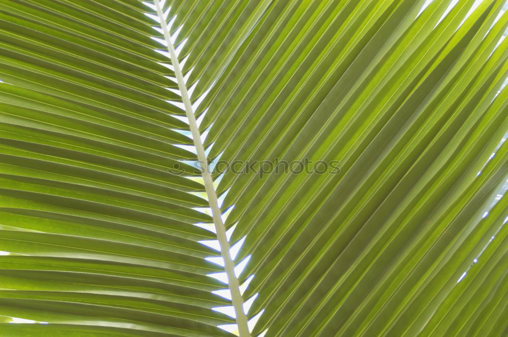 Similar – leaf structure Leaf Green