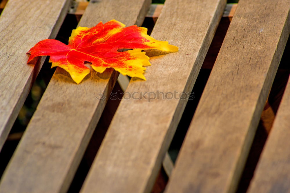 Similar – Image, Stock Photo at the fence…