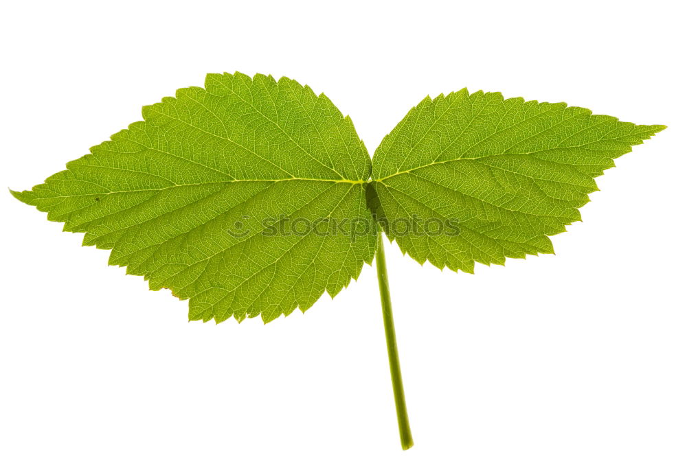 Similar – Image, Stock Photo three yellow leaves Plant