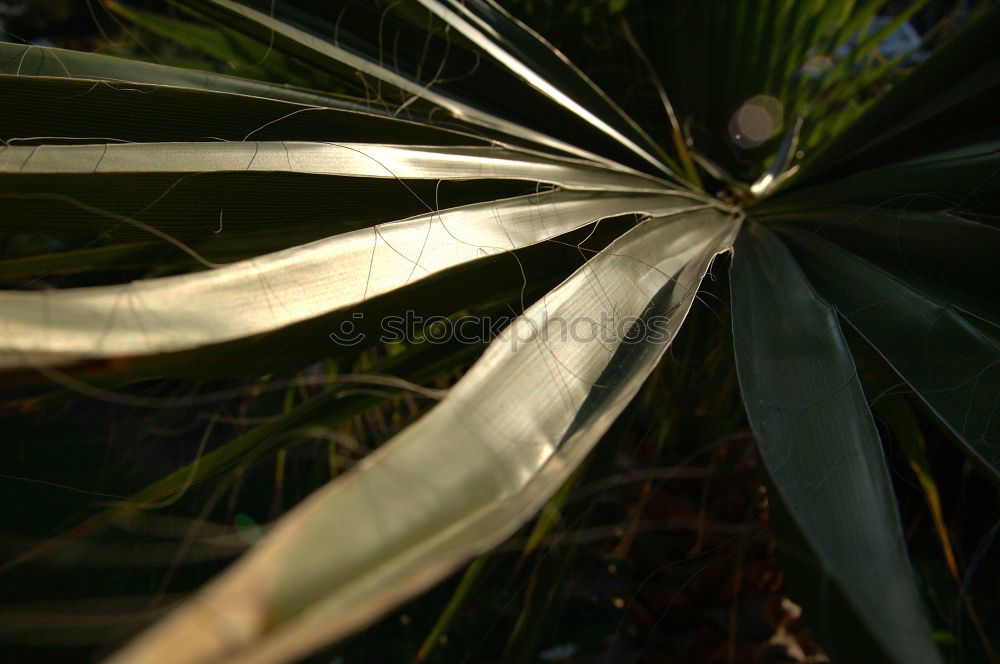 Similar – Image, Stock Photo #AS# sun kiss palm