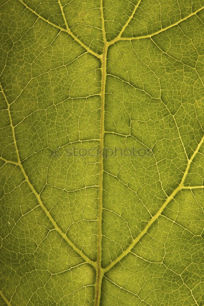 Similar – Image, Stock Photo Labyrinth of courgettes 1