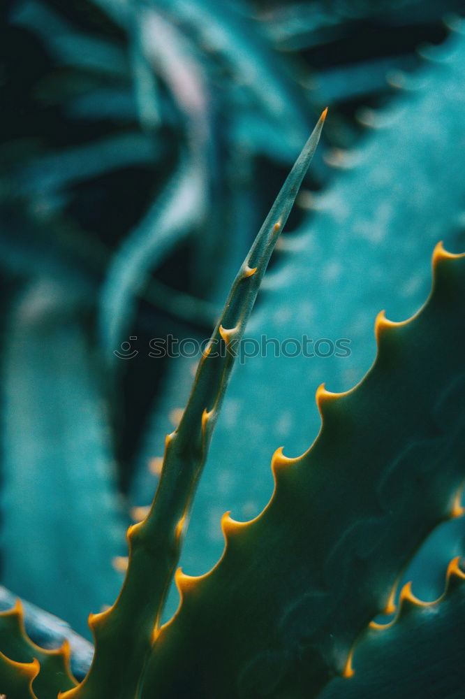 Similar – Image, Stock Photo urban gardening tomato cultivation