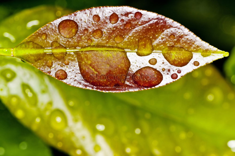 Similar – Image, Stock Photo rain apples Red Green Gray