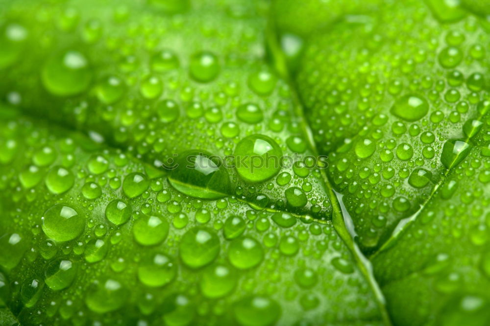 Similar – raindrops II Rain Leaf