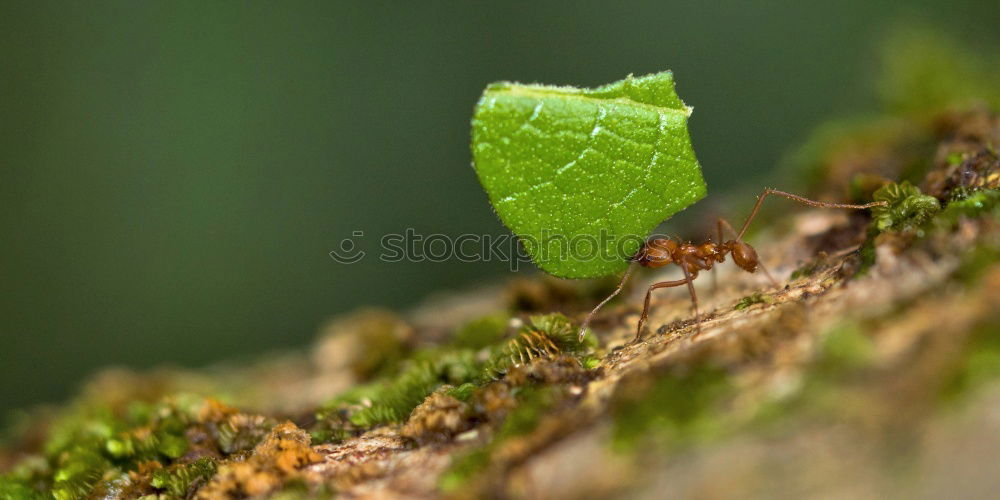 Similar – efeu Sträucher Baum Geäst