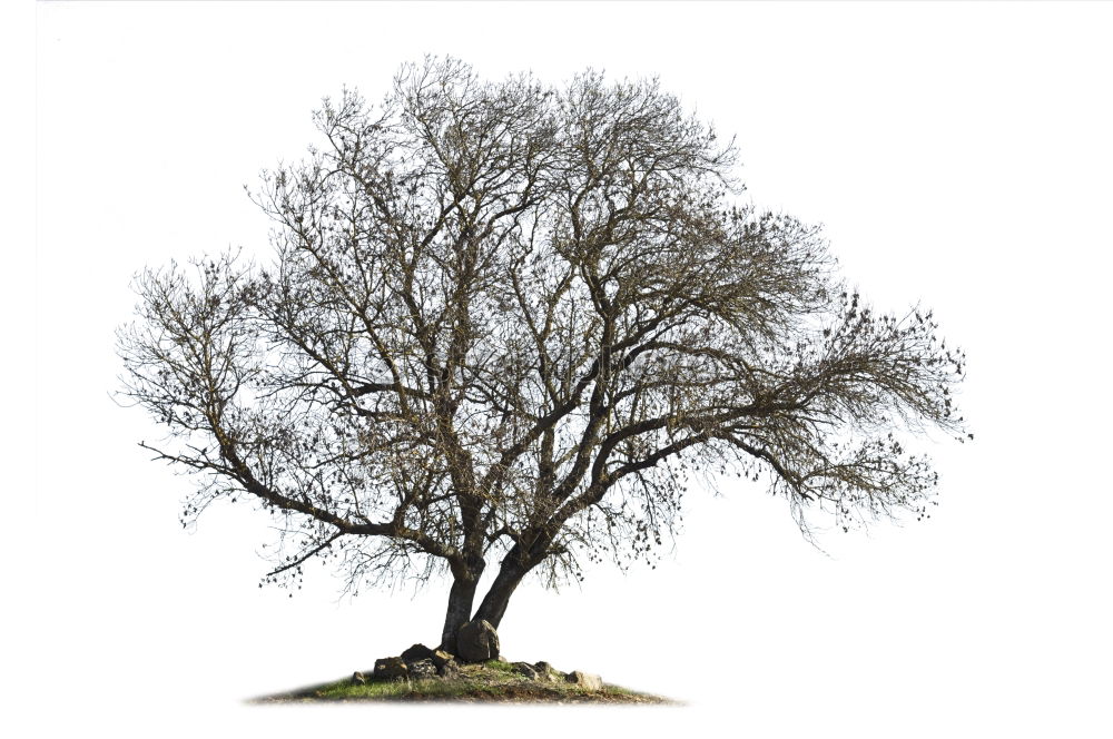 Similar – Image, Stock Photo Big green tree at seaside