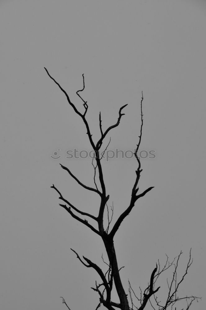 Similar – Image, Stock Photo lonely tree Tree