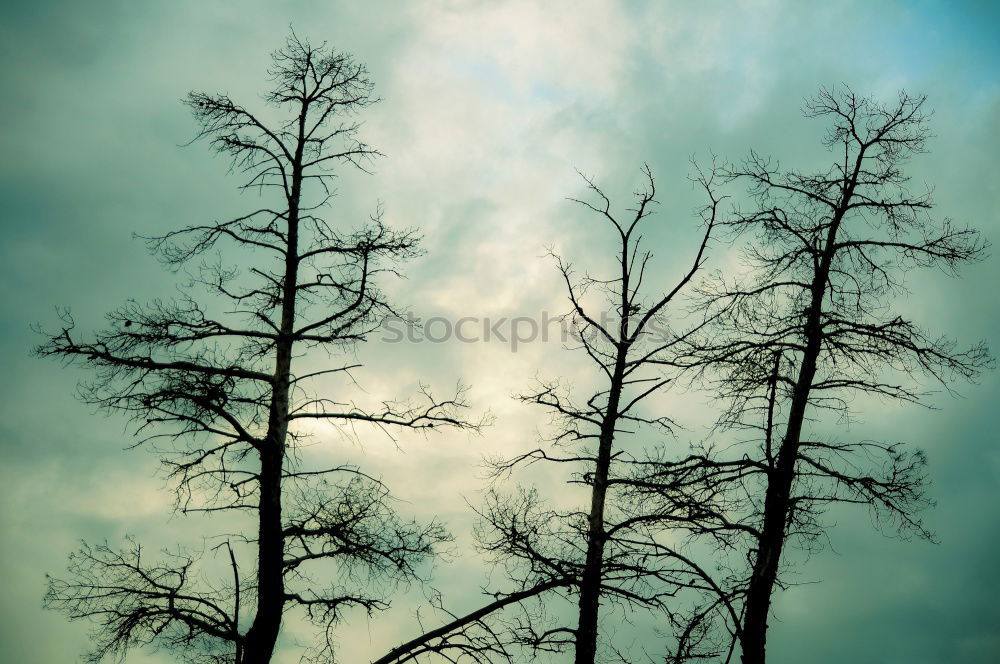 Similar – Image, Stock Photo forest Elegant Style