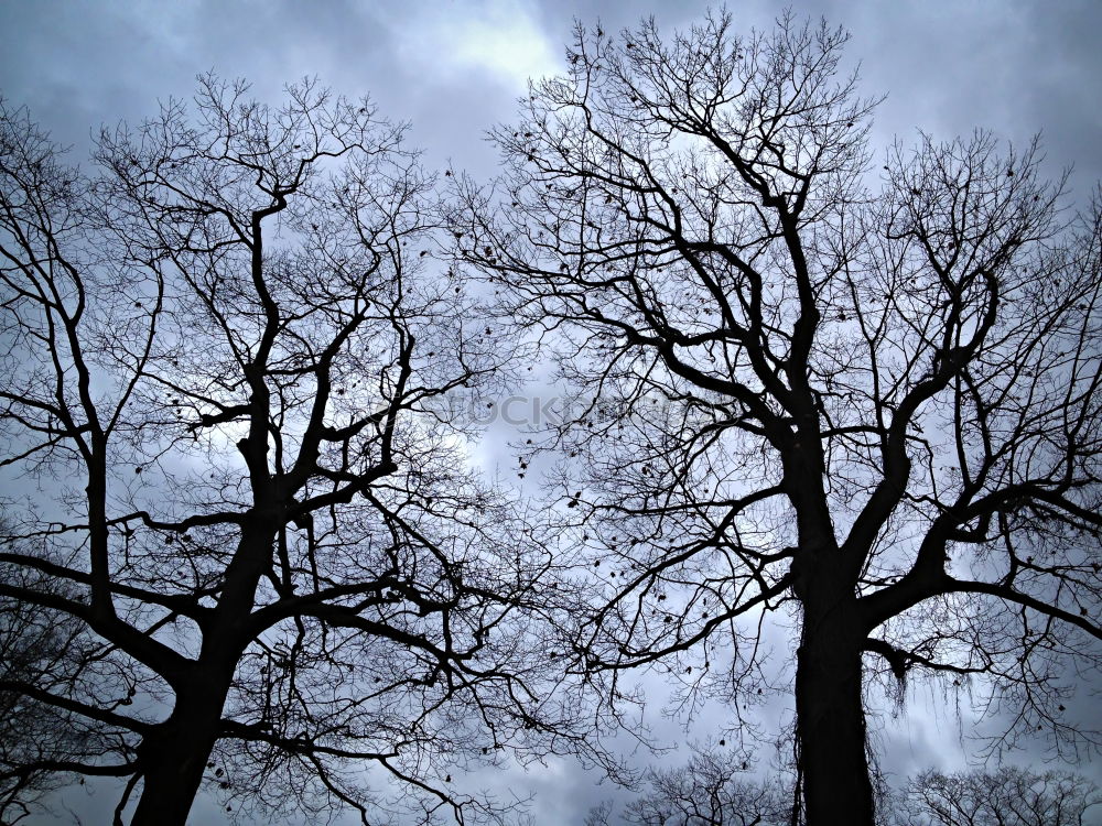 Similar – Image, Stock Photo lot 5 Tree Forest Fog Dark