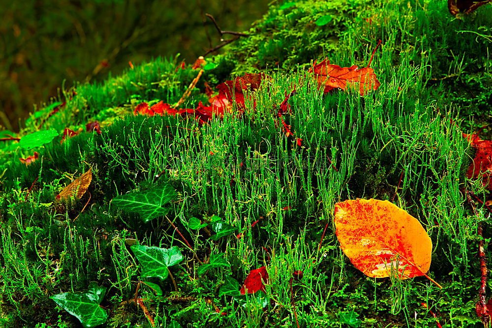 Similar – Image, Stock Photo rainy II Plant Autumn