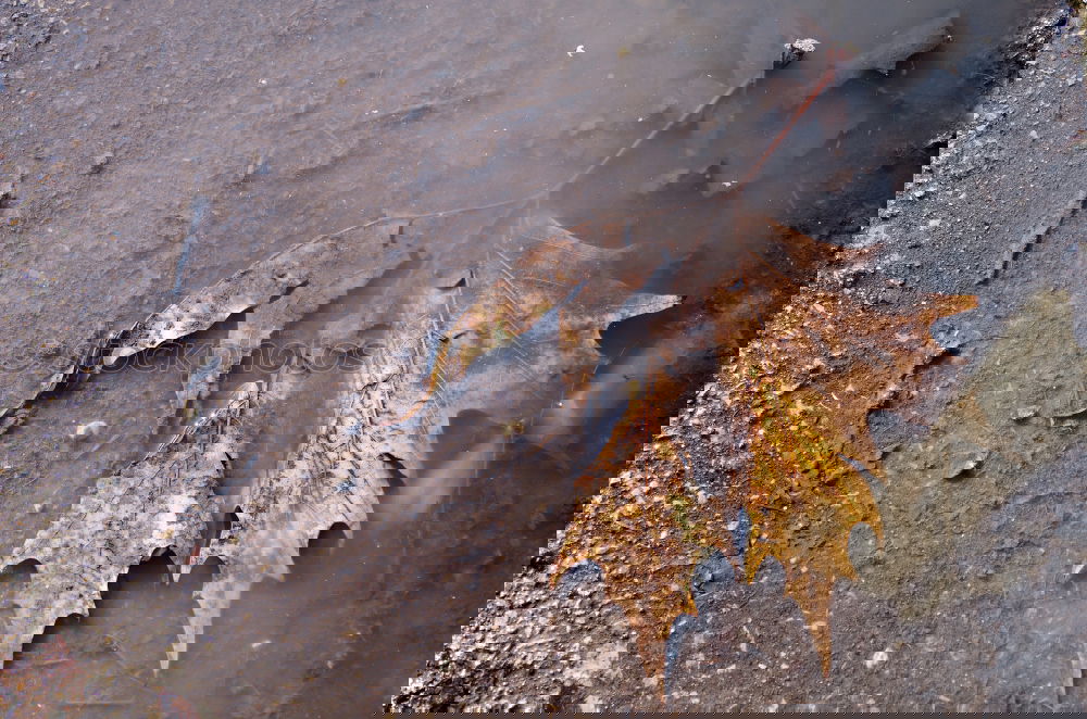 Similar – Image, Stock Photo Autumn water. Environment
