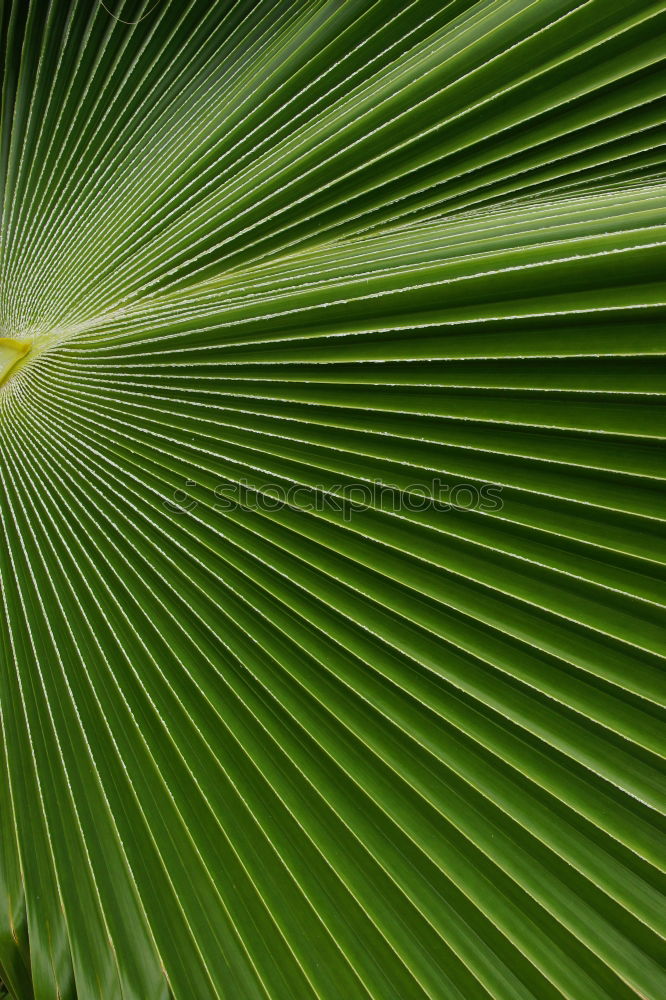 Similar – Fern Pteridopsida Green