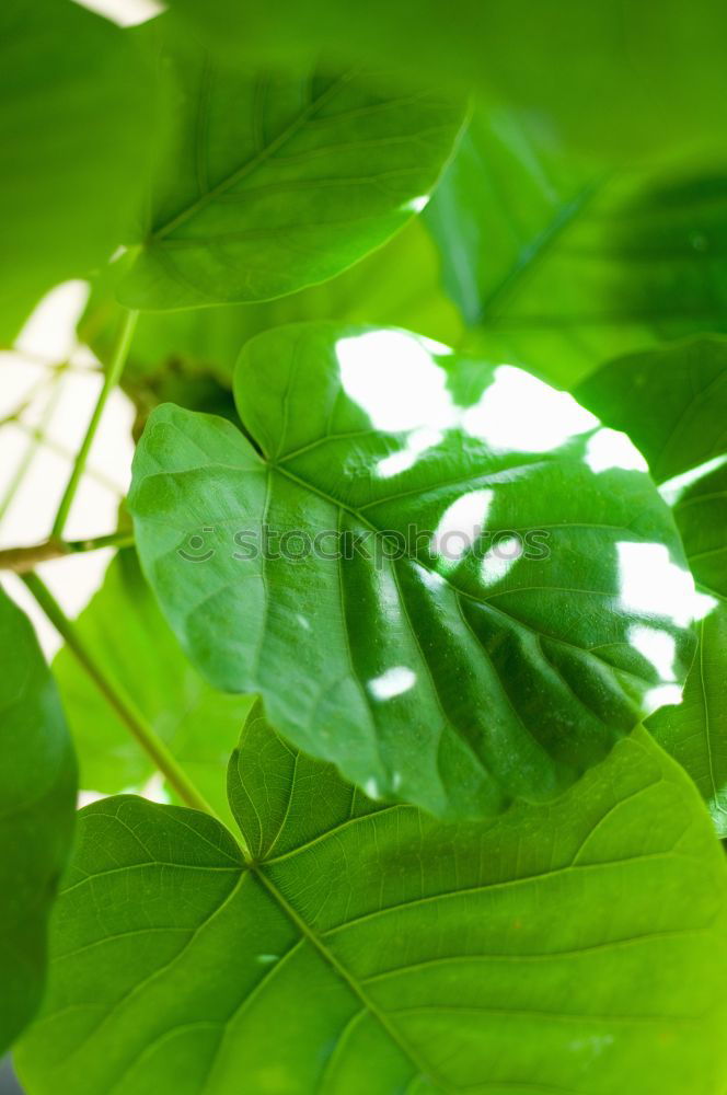 Image, Stock Photo special Leaf Treetop