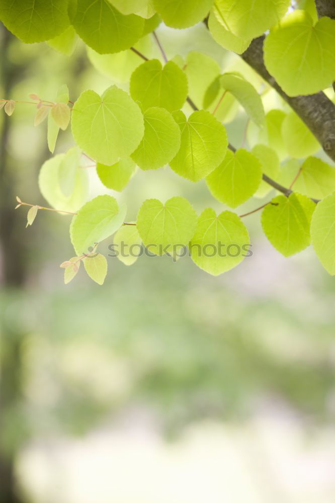 Similar – Foto Bild Obstgarten Lebensmittel