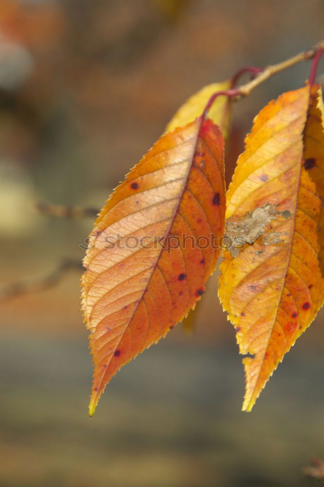 Similar – Autumn branching Plant