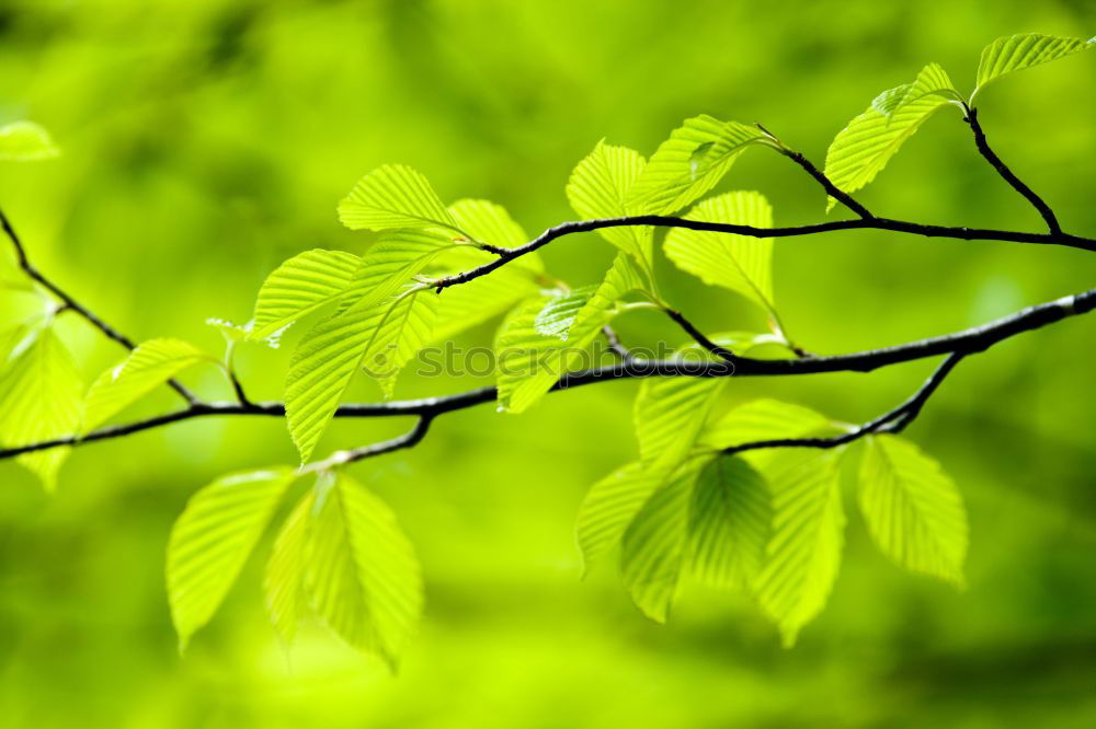 Similar – Herbstgrün Umwelt Natur