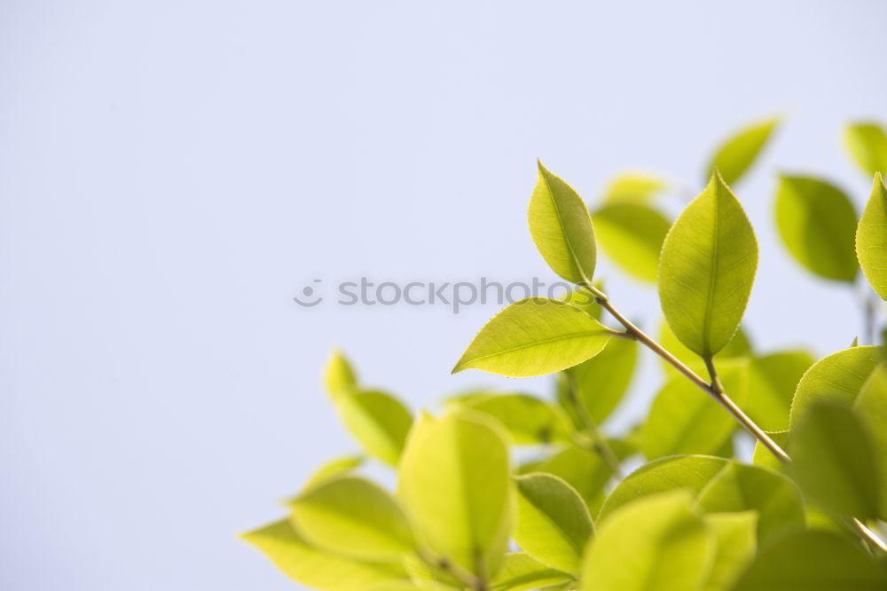 Similar – weidenbaum Sträucher Baum