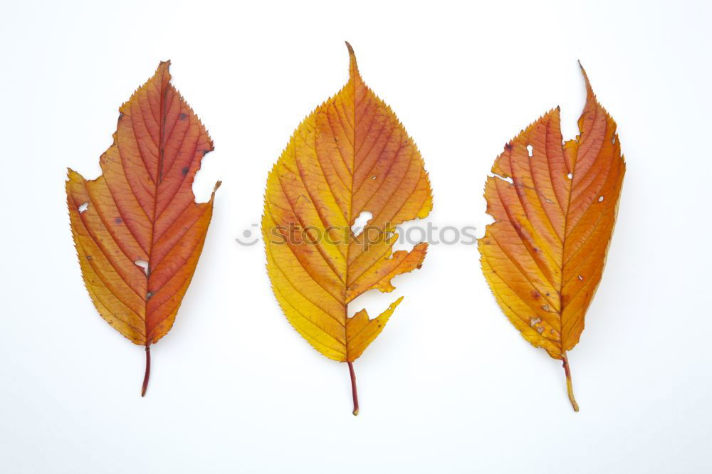 Similar – Four laminated sheets Leaf