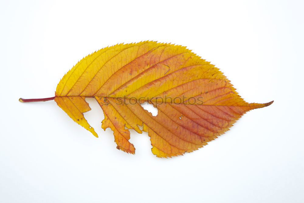 Similar – Autumn colors leaf