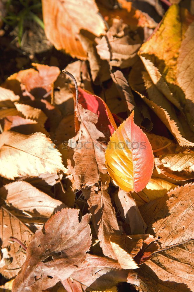 Similar – melting of snow Nature