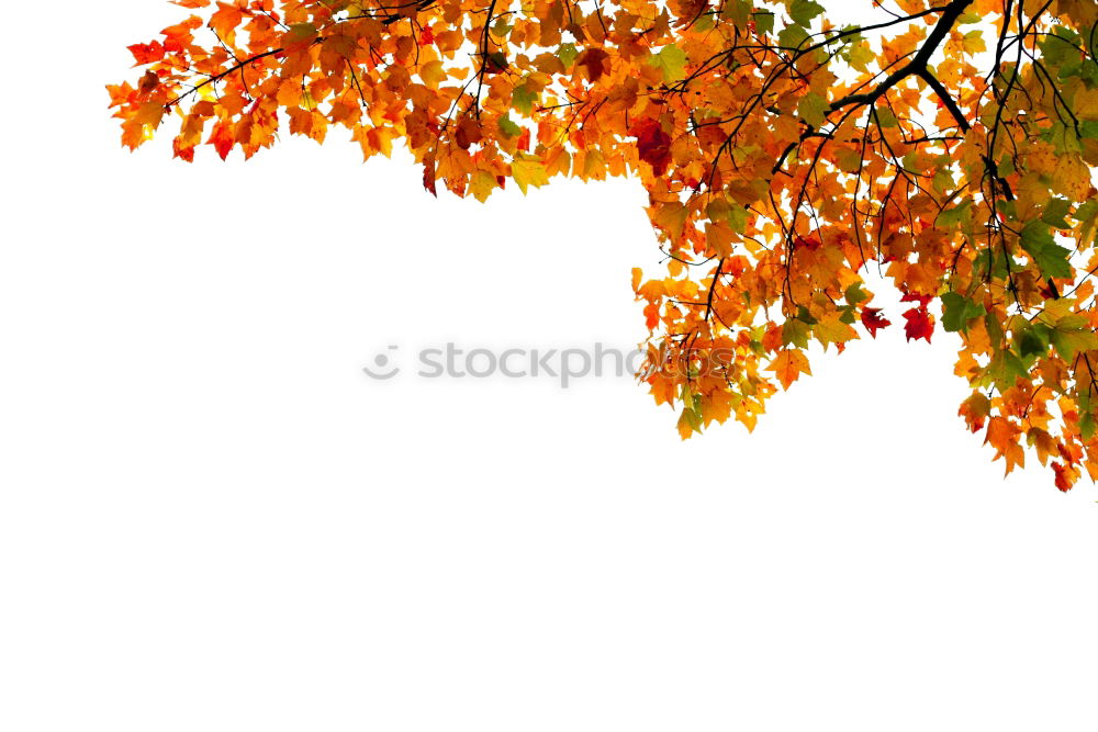 Similar – red maple in back light