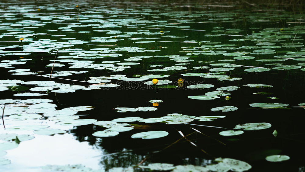 Similar – Autumn puddle I Tree