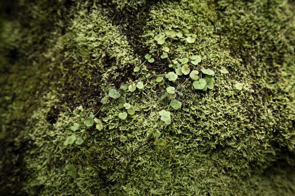 Similar – moss landscape Environment