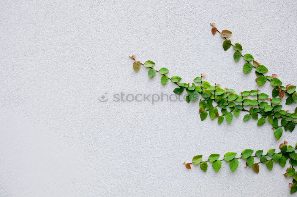 Similar – Image, Stock Photo cacti Cactus Plant Oxygen