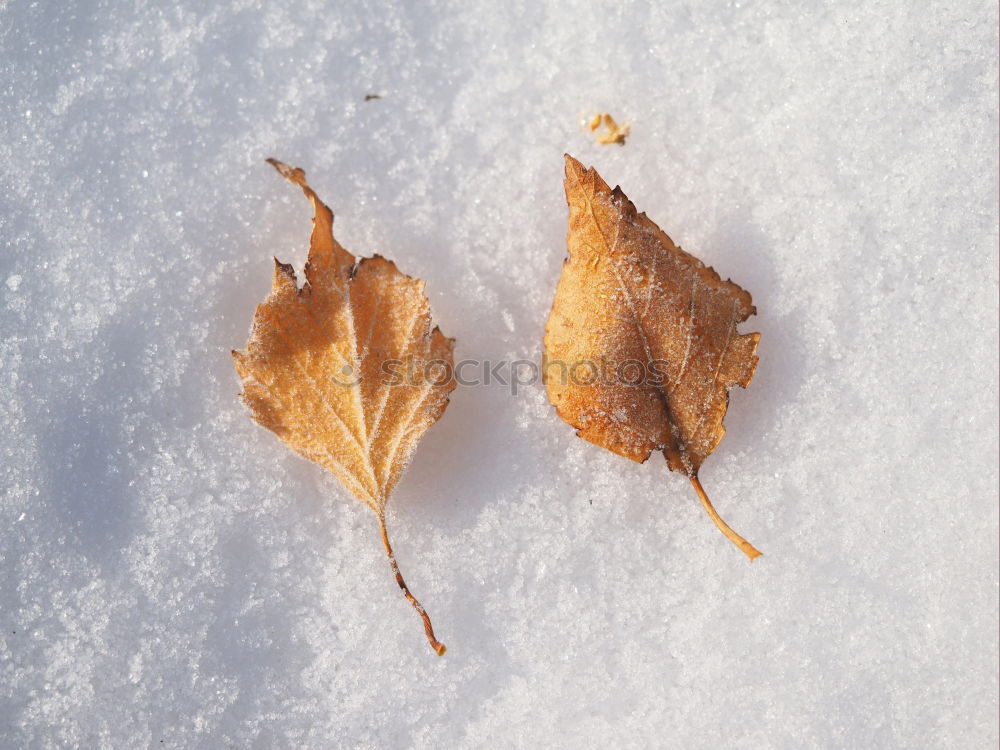 Similar – physalis Plant Sun