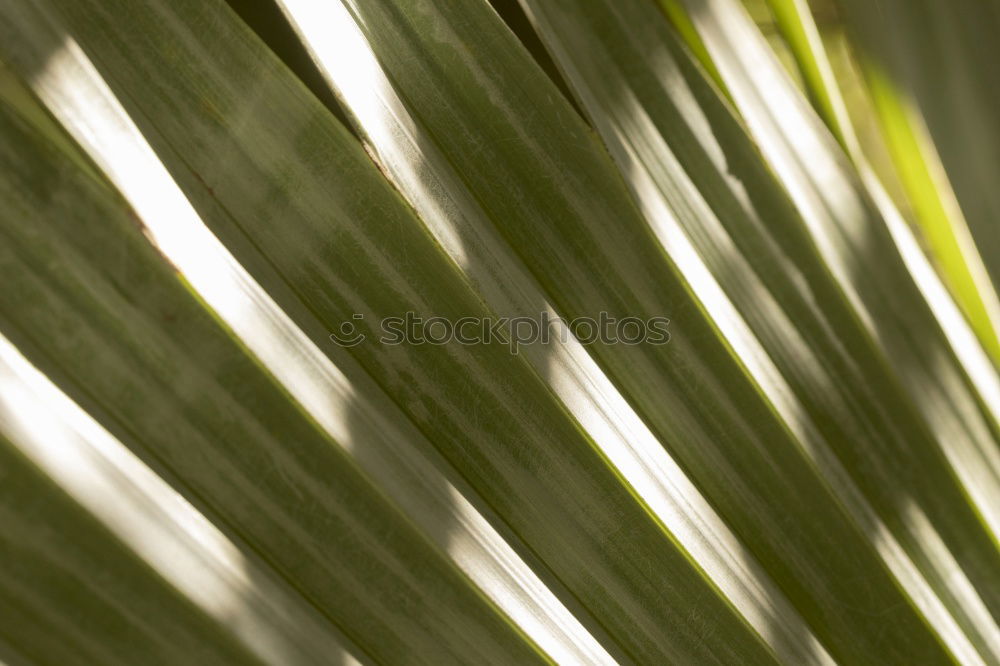 Similar – palm fronds Palm tree