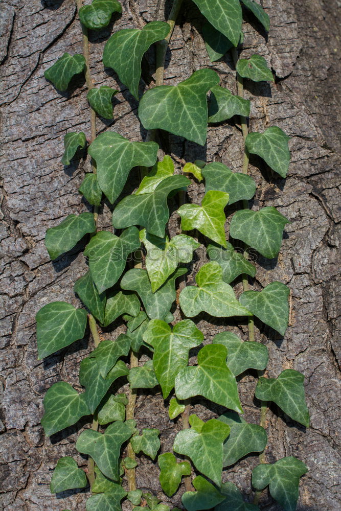 Similar – efeu Sträucher Baum Geäst