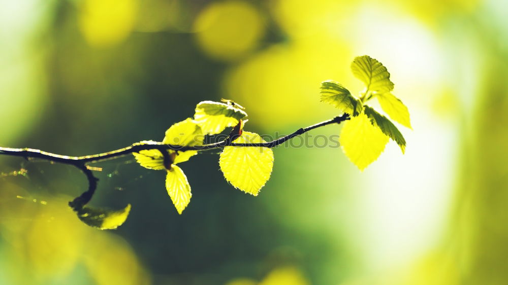 Similar – Image, Stock Photo tender blossom Delicate