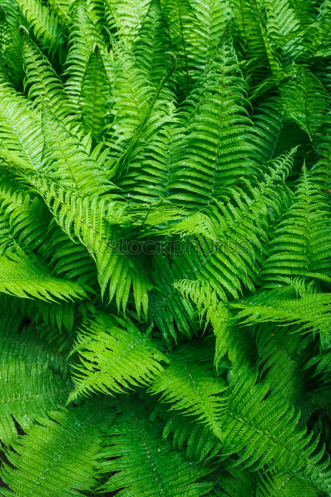 Similar – Fern Pteridopsida Green