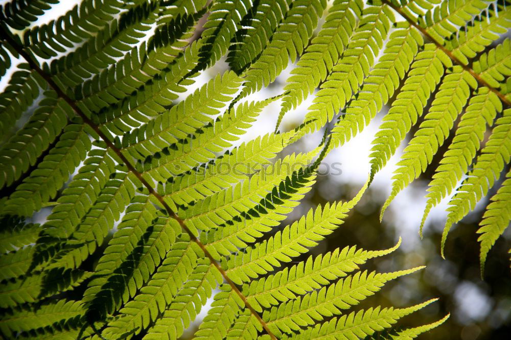 Similar – Image, Stock Photo fern Green Plant Leaf