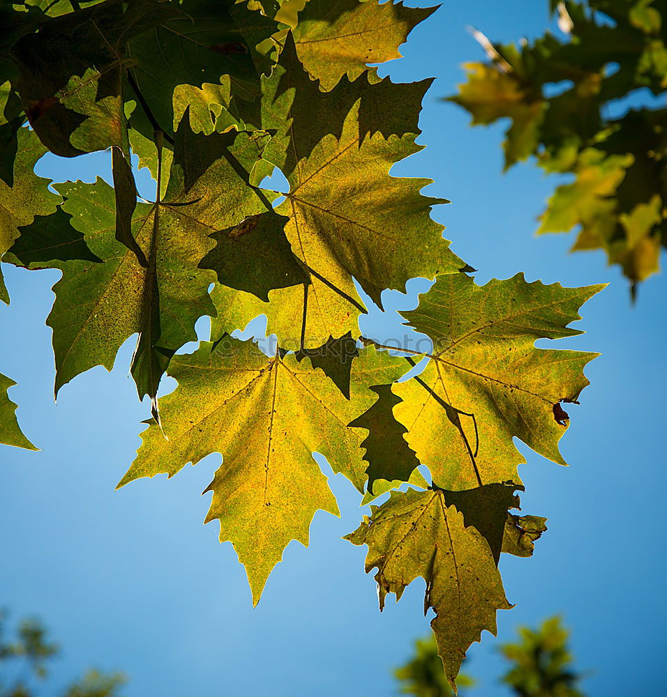 Image, Stock Photo chestnut tree I Nature