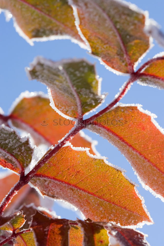 Similar – Amberry tree leaves, hoarfrost,