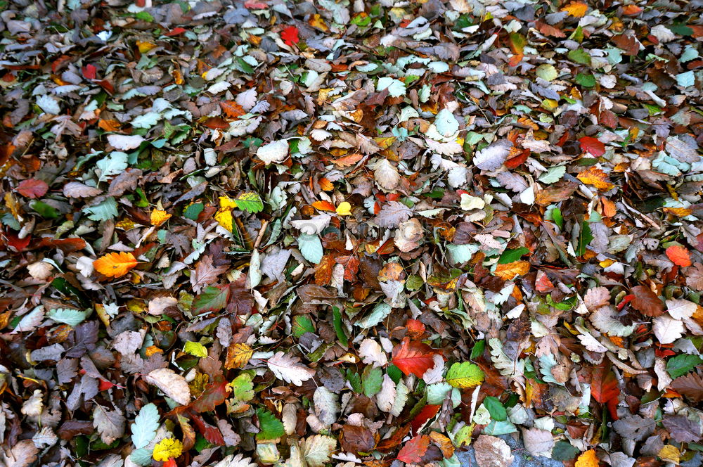 Similar – leaves Leaf Wet Autumn