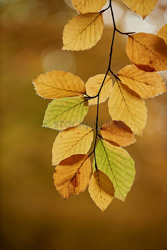 Similar – Herbstblätter Baum Ahorn