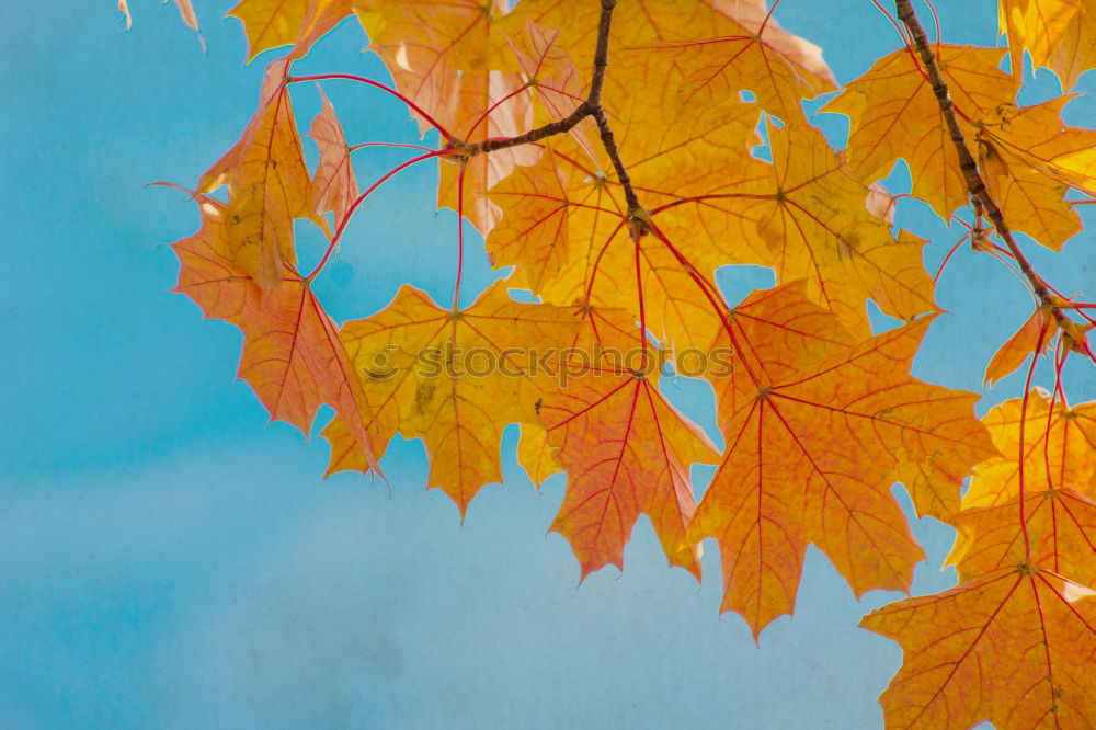 Similar – Image, Stock Photo red hazel leaves